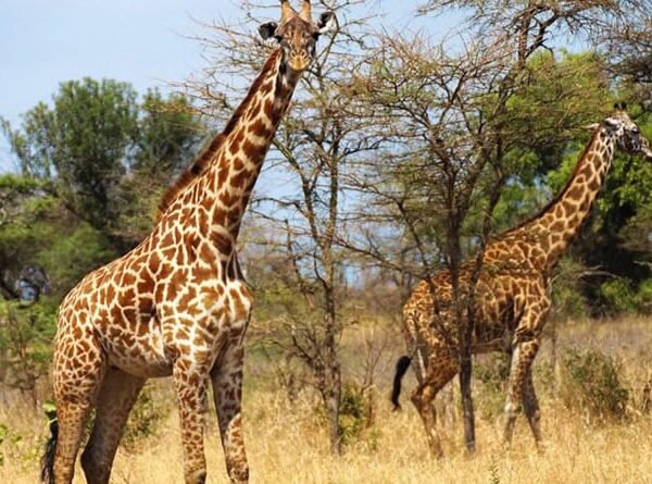 Two giraffes standing in the dry savannah grassland of Akagera National Park, Rwanda