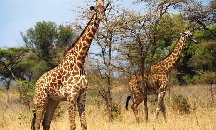 Two giraffes standing in the dry savannah grassland of Akagera National Park, Rwanda