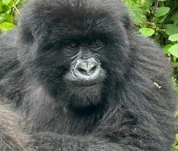 Young mountain gorilla in green forest vegetation