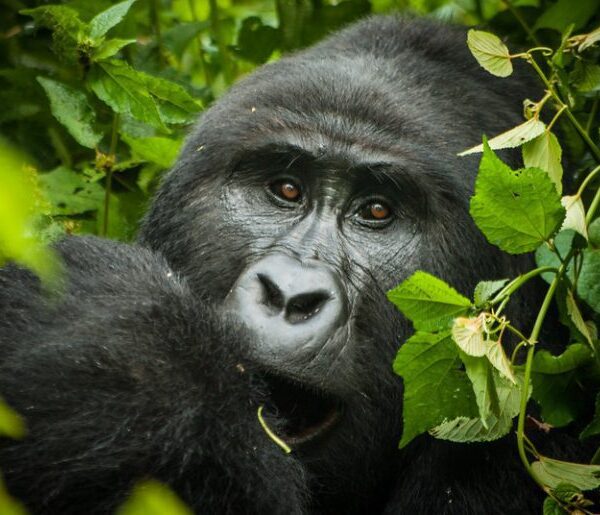 Mountain gorilla in the forest on a Uganda gorilla trekking safari