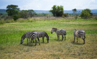 Four zebras grazing on the lush green savanna of Akagera National Park in Rwanda, captured by Gorilla Nest Expeditions under a bright, partly cloudy sky.