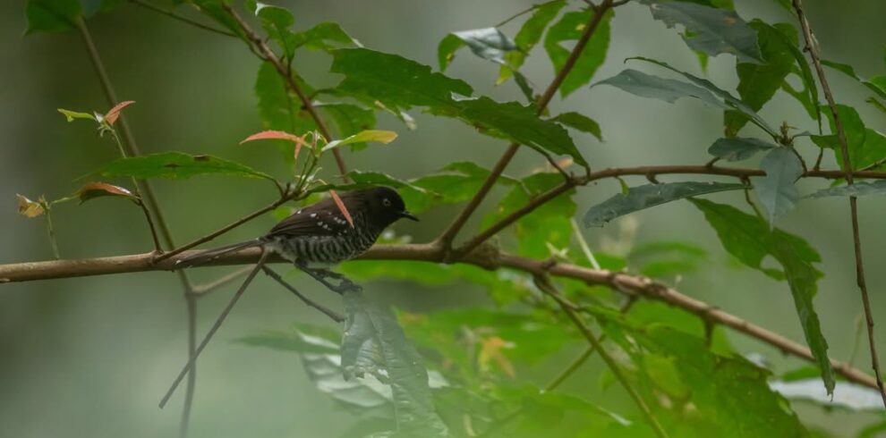 Forest bird among green branches in Nyungwe National Park