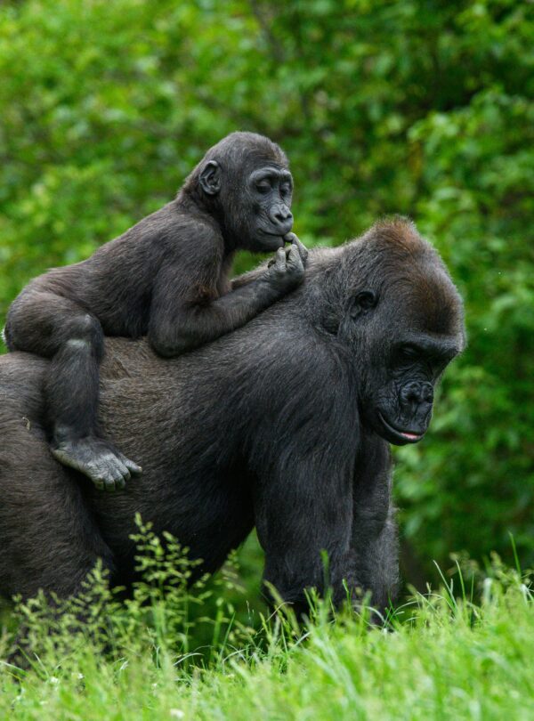 Gorilla trekking tour with Gorilla Nest Expeditions in Rwanda