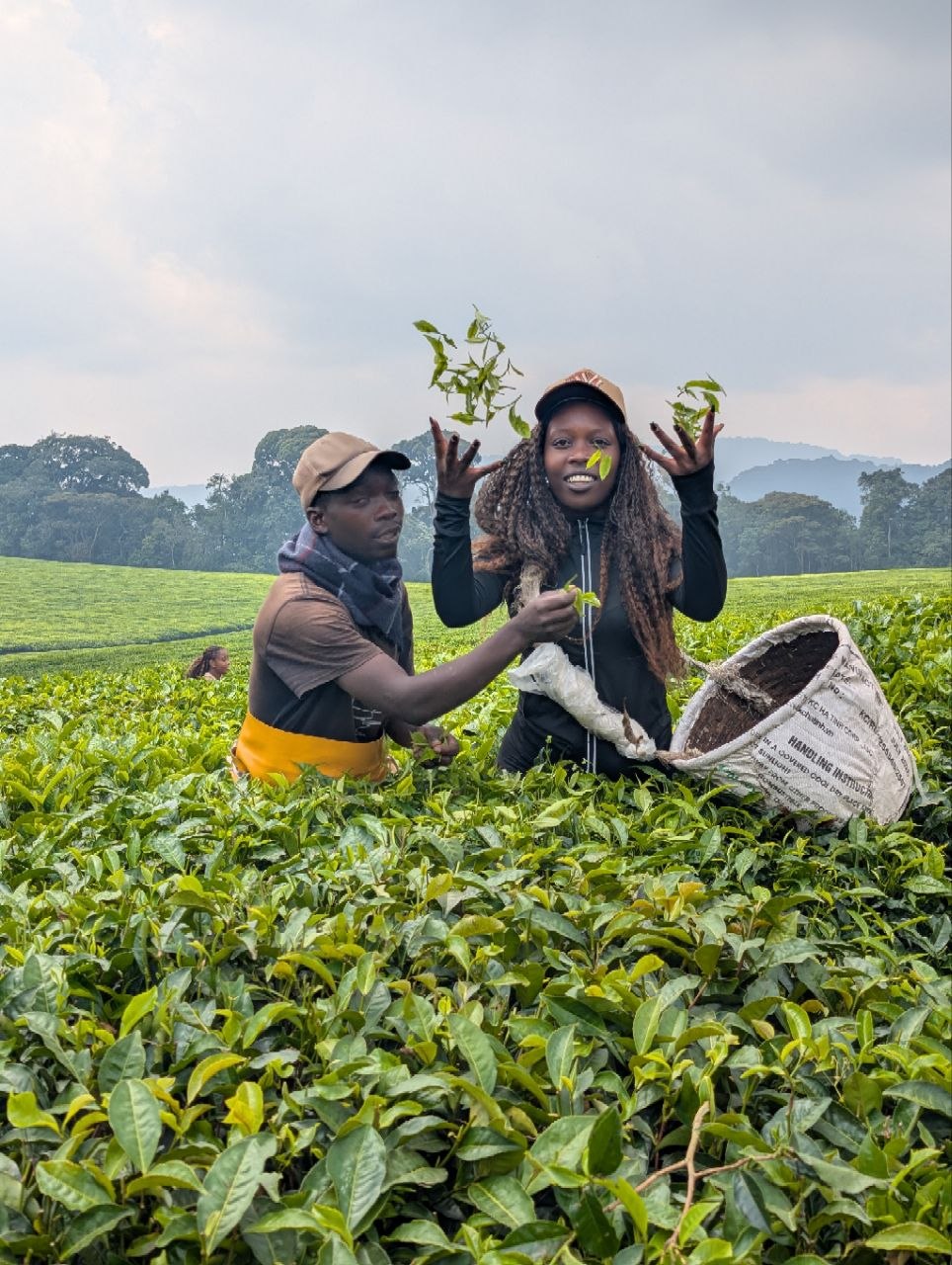 Nyungwe tea plantation experience